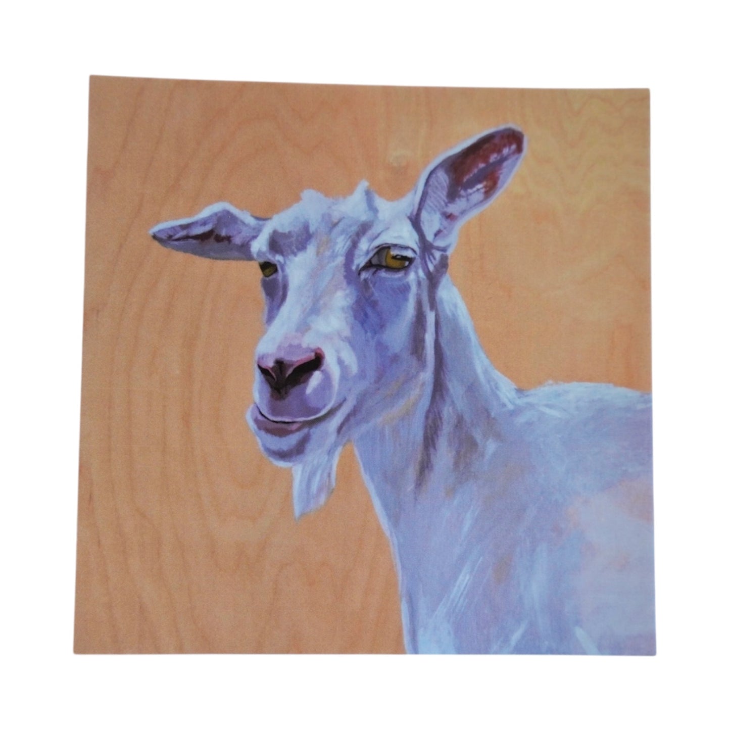 The Discoverer Mini Print / Goat Card postcards Flyn_Costello_Maine